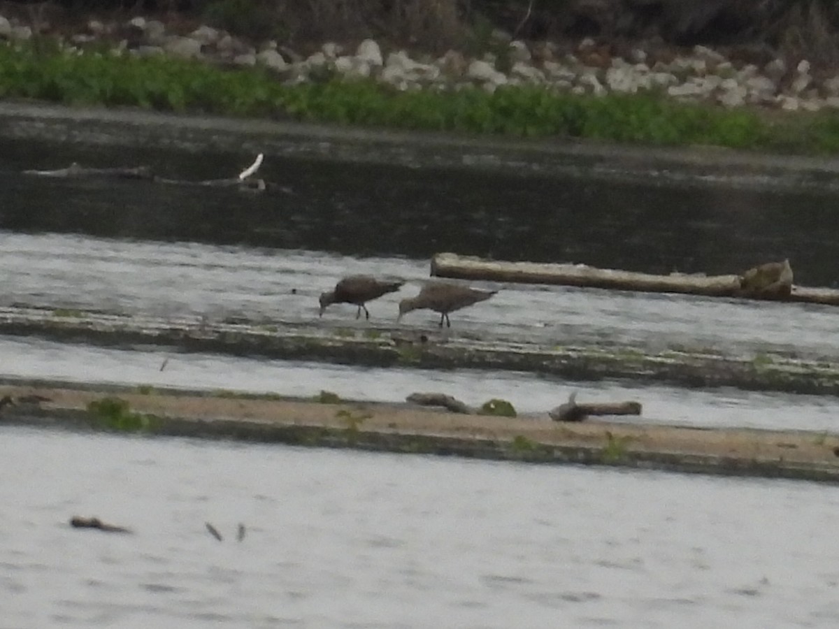 Hudsonian Godwit - ML619357324