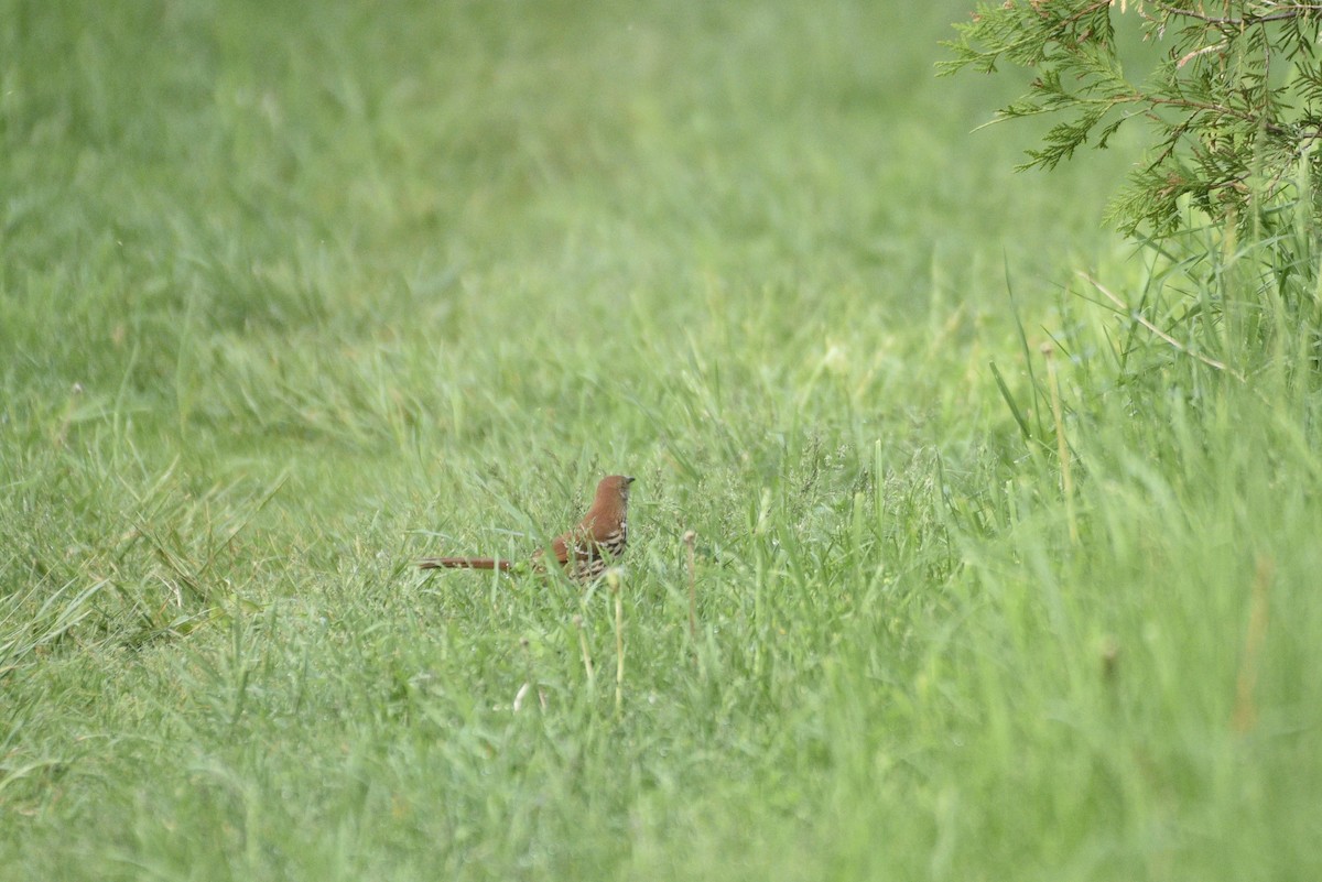 Brown Thrasher - Darren Dewitt