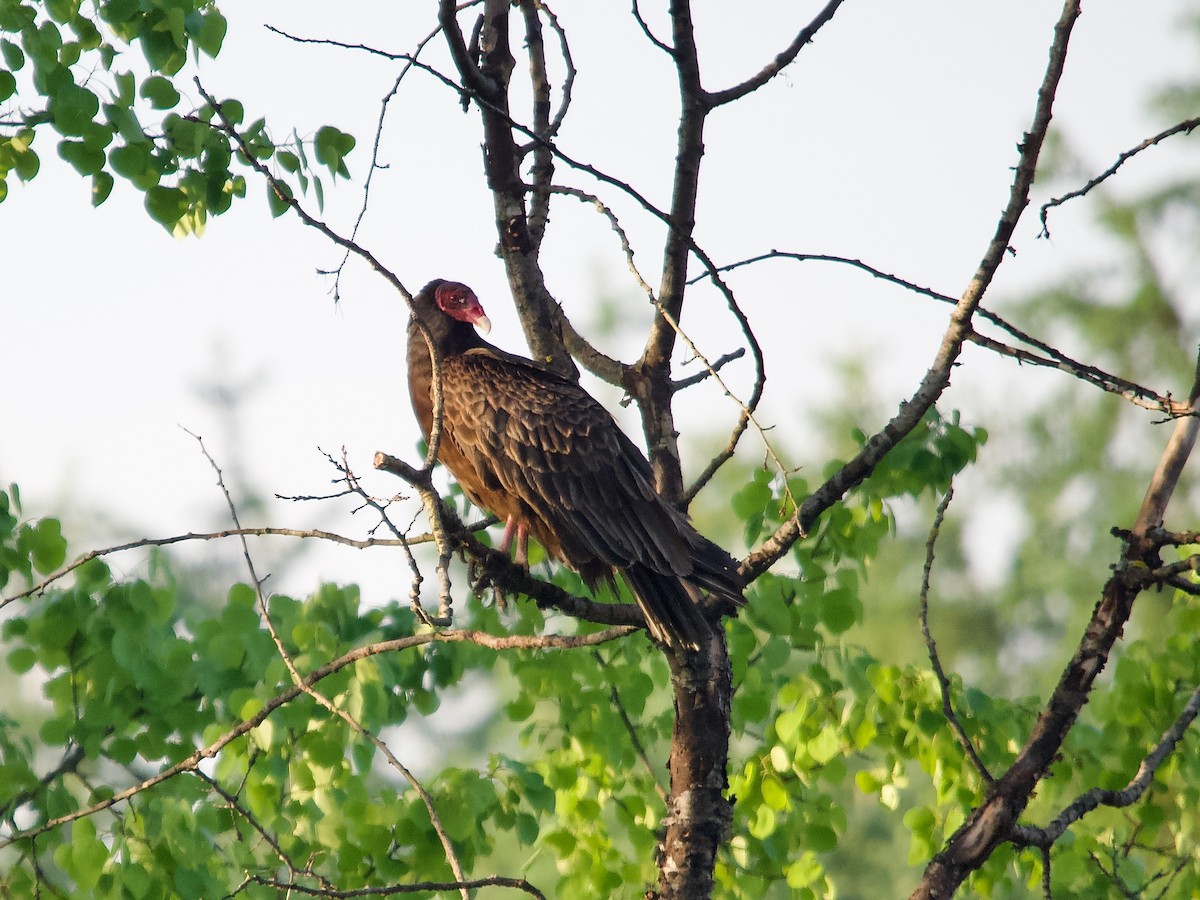 Turkey Vulture - ML619357334