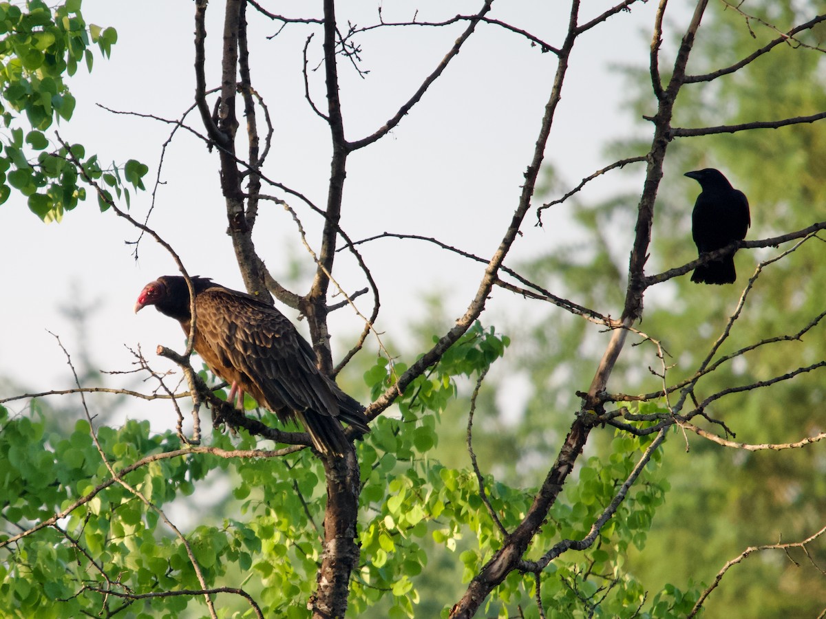 Turkey Vulture - ML619357335