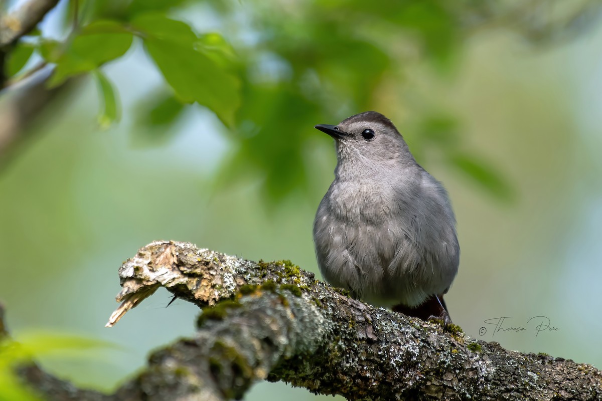 Gray Catbird - ML619357350