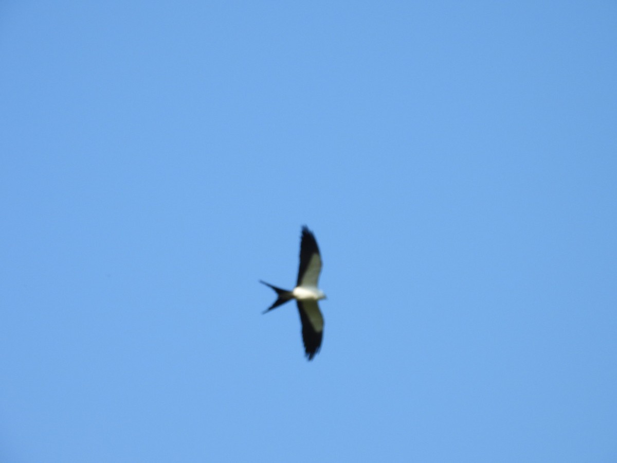 Swallow-tailed Kite - Denise Rychlik