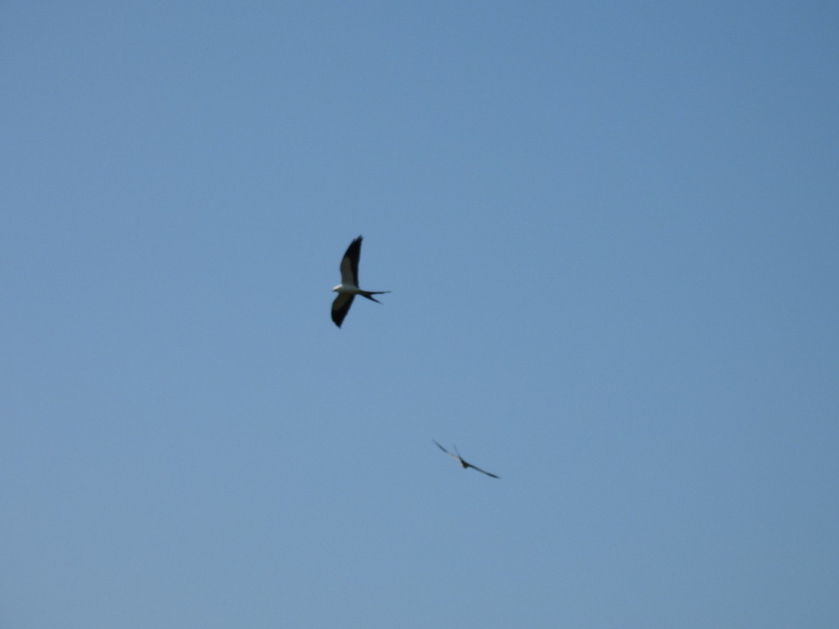 Swallow-tailed Kite - Denise Rychlik