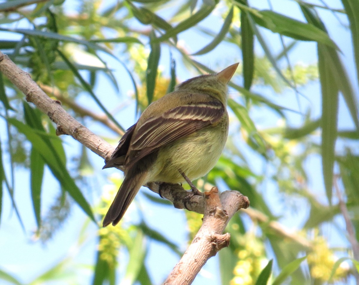 Western Flycatcher - Shaun Robson