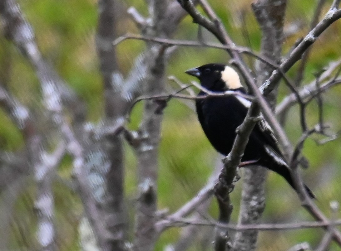 Bobolink - John Barth