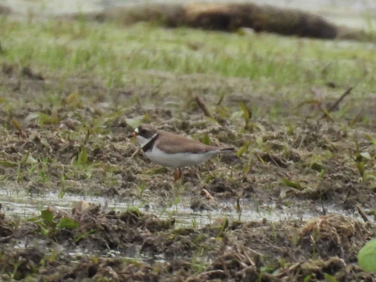 Semipalmated Plover - ML619357371