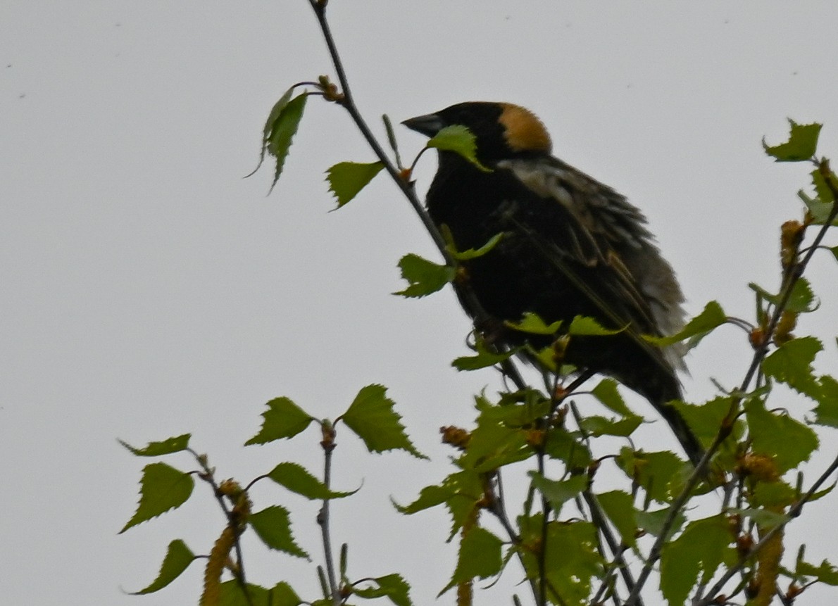 Bobolink - John Barth