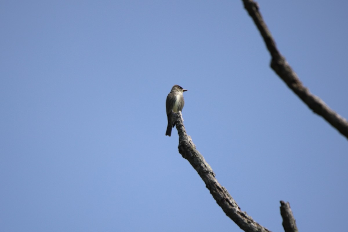 Olive-sided Flycatcher - Tom Gough