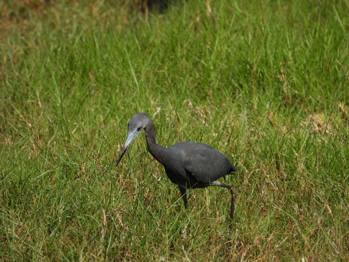 Little Blue Heron - Denise Rychlik