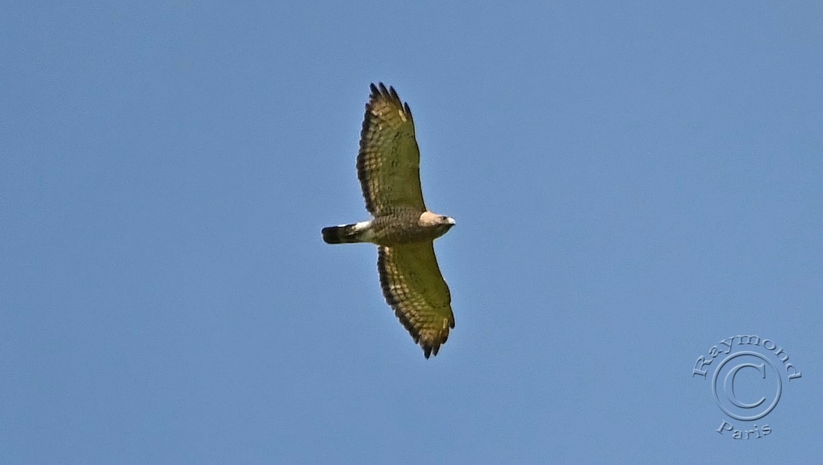 Broad-winged Hawk - Raymond Paris