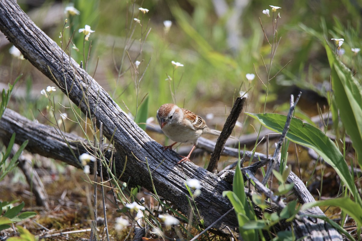 Field Sparrow - Tom Gough