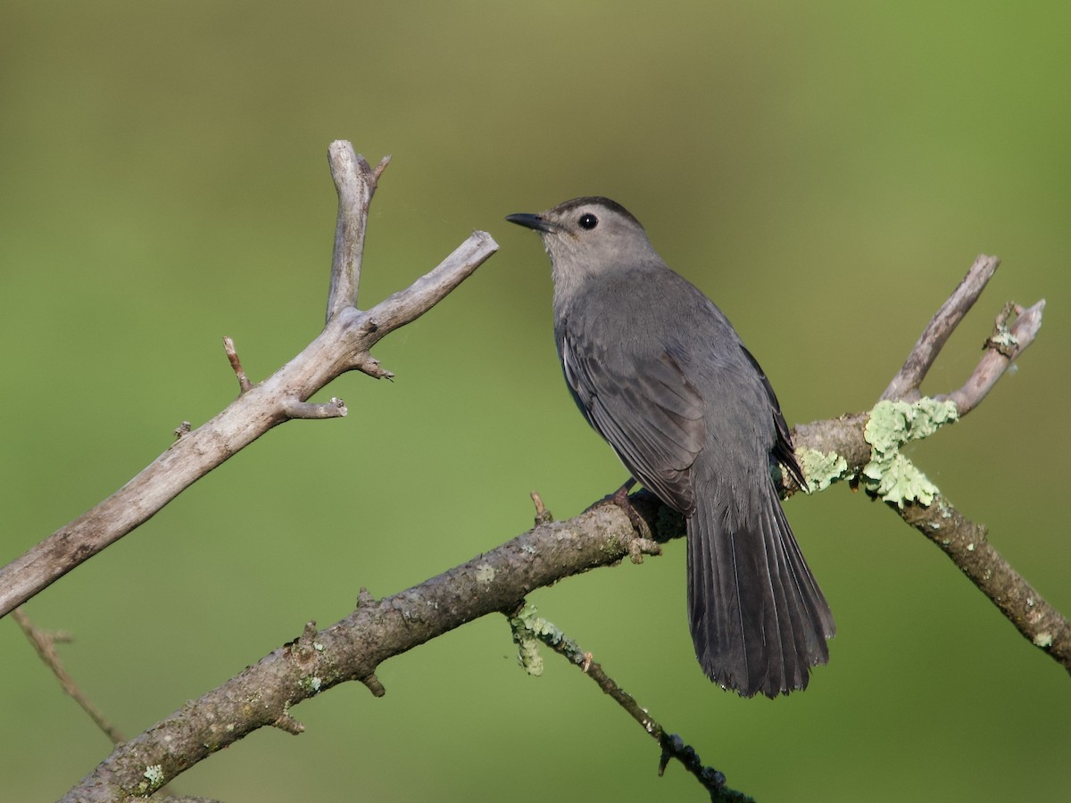 Gray Catbird - David McCartt