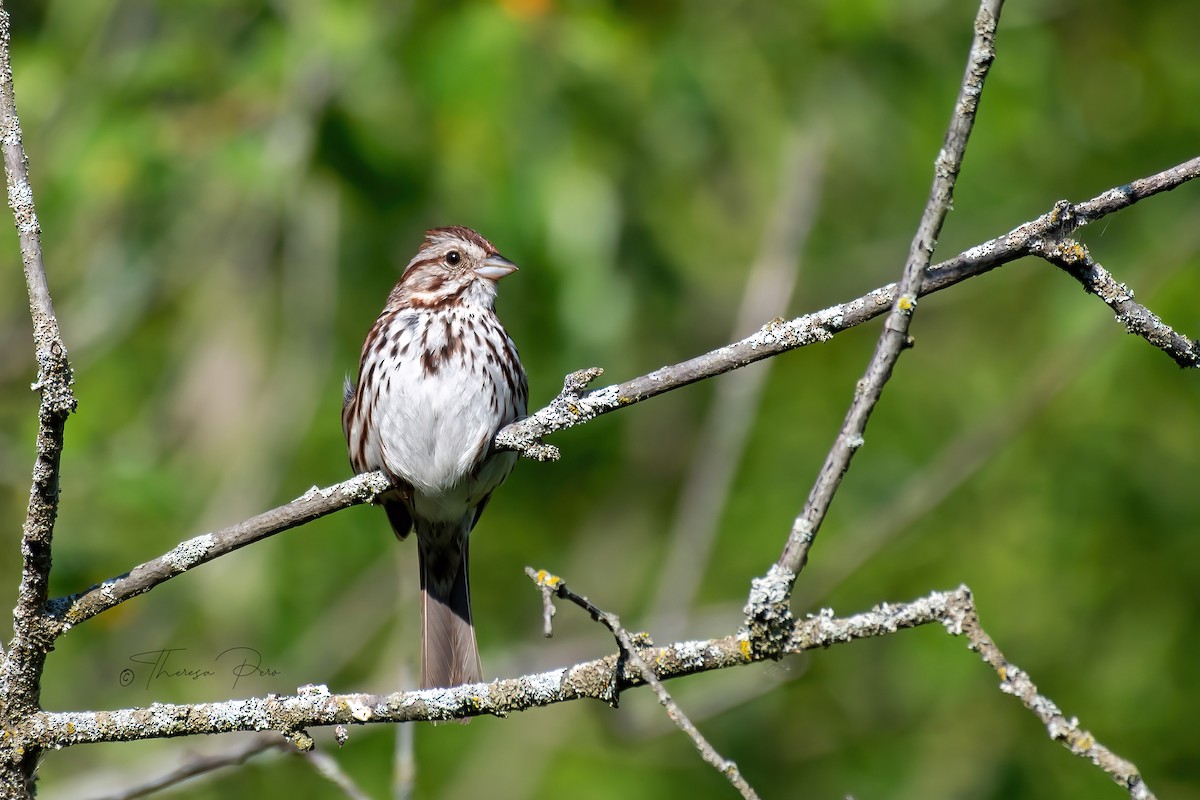 Song Sparrow - ML619357425