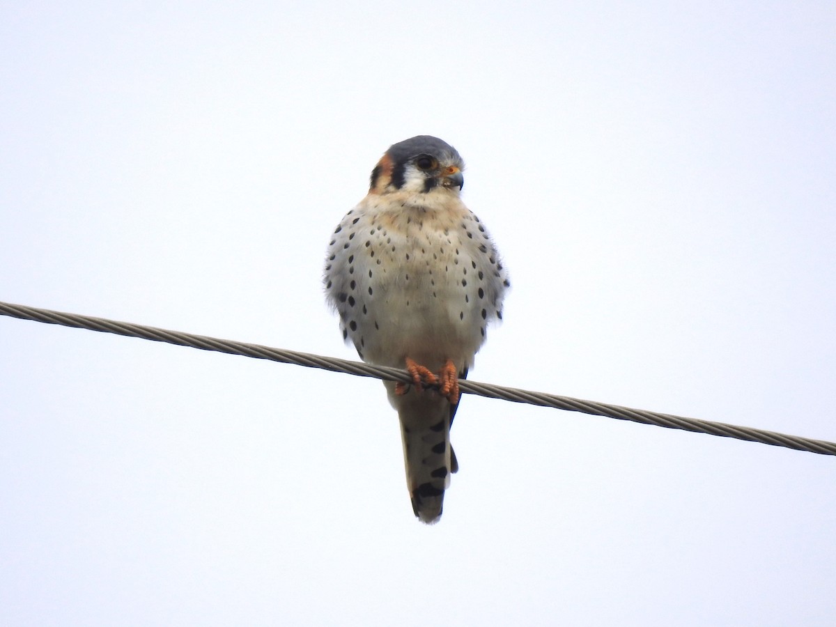 American Kestrel - Ricardo Centurión