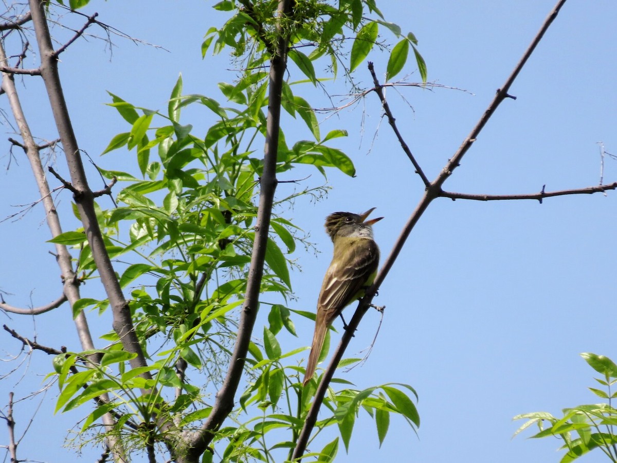 Great Crested Flycatcher - Tania Mohacsi