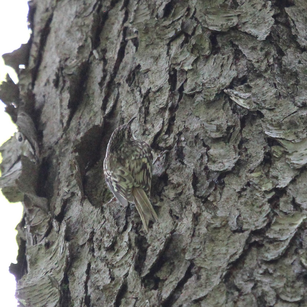 Brown Creeper - Justin Merry