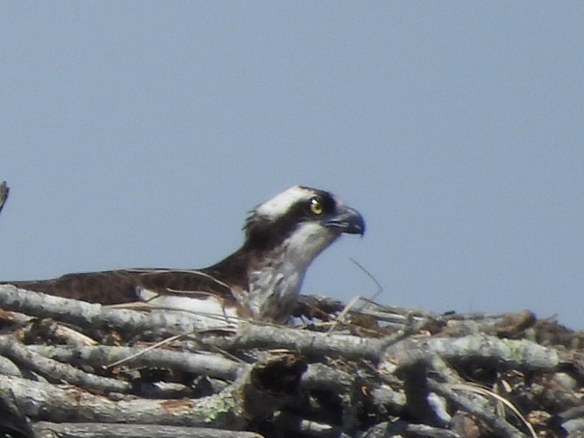 Osprey - Philip Edmundson