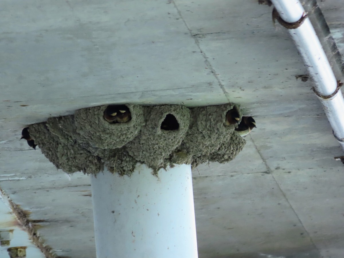 Cliff Swallow - Tania Mohacsi