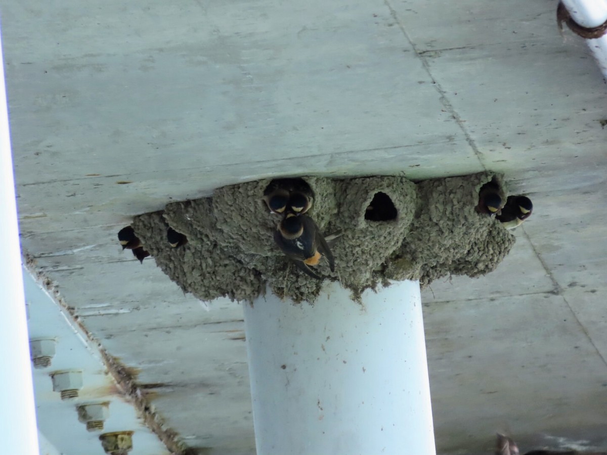 Cliff Swallow - Tania Mohacsi