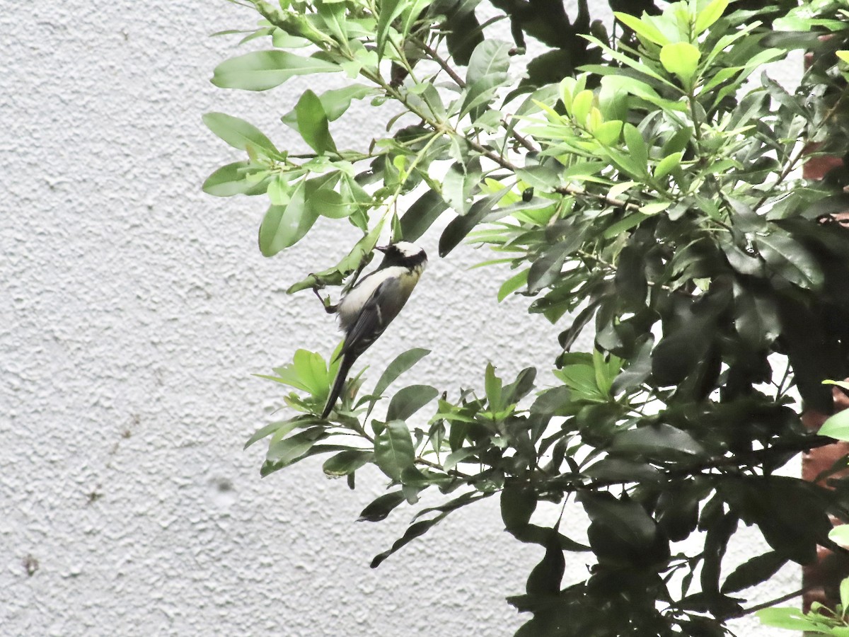 Japanese Tit - Megumi Yoshio