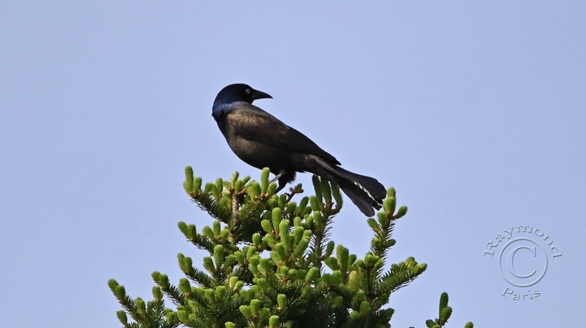 Common Grackle - Raymond Paris