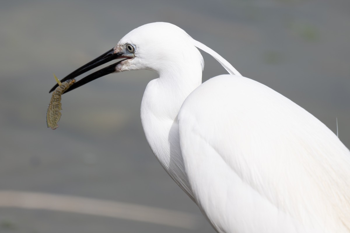 Little Egret - ML619357540