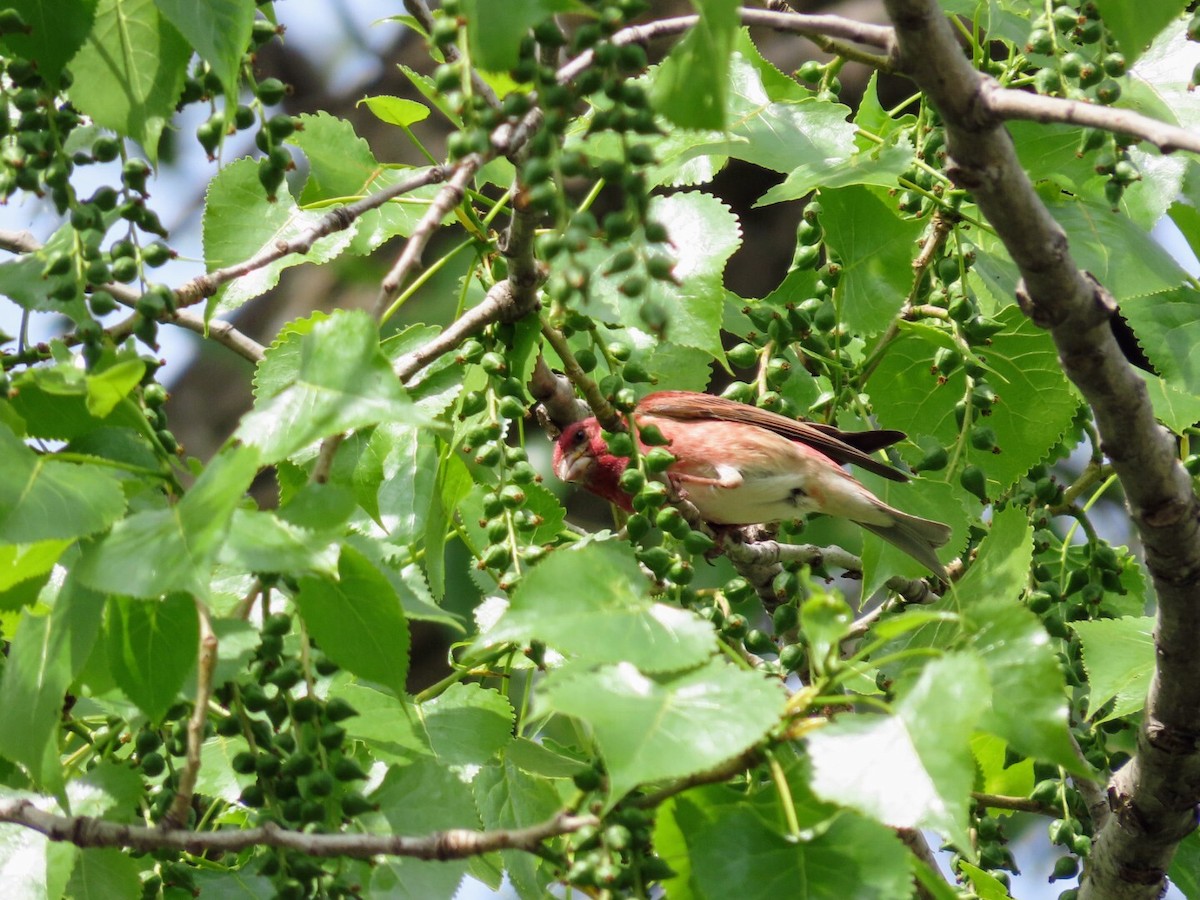 Purple Finch - Tania Mohacsi