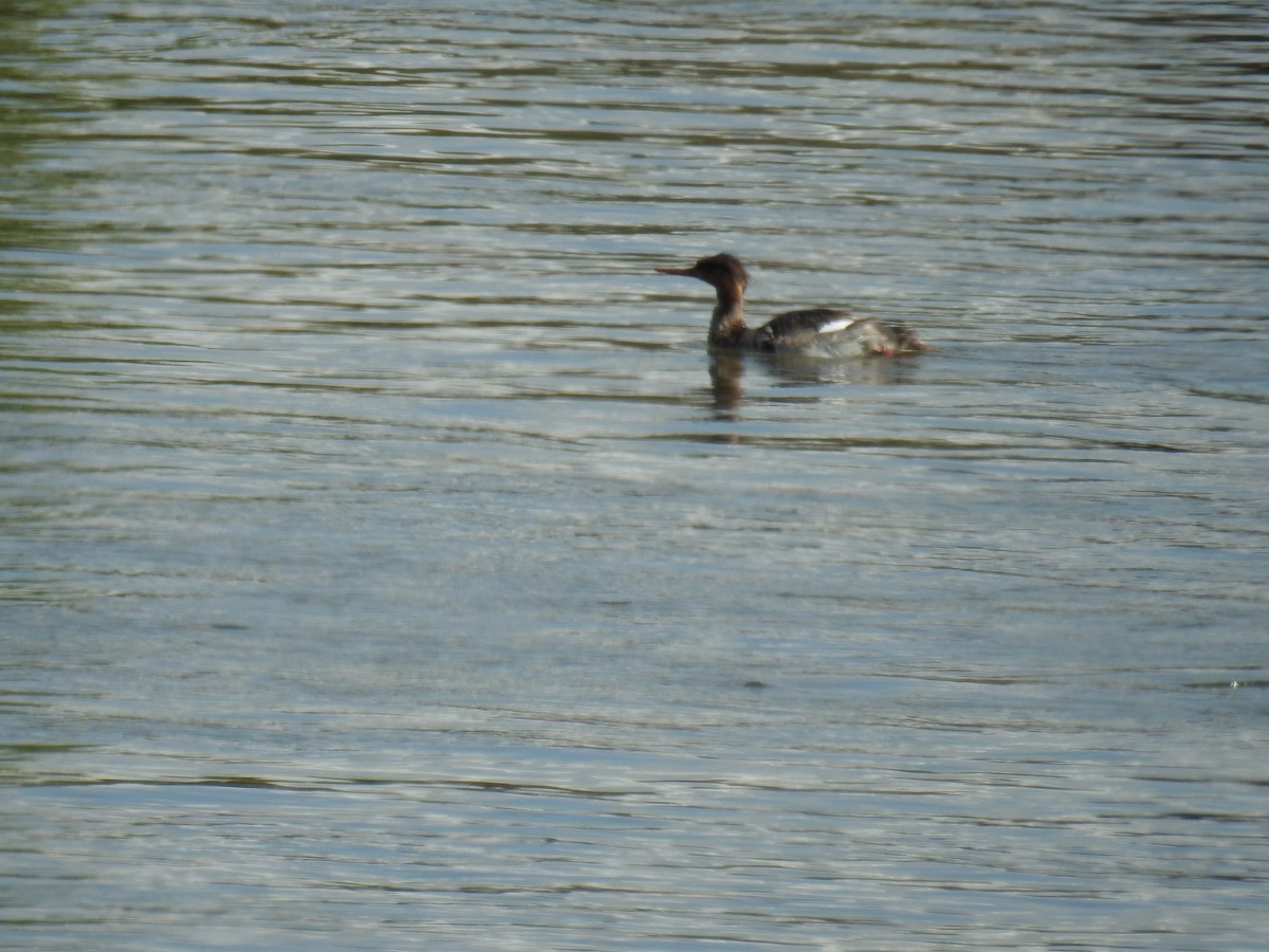 Red-breasted Merganser - ML619357558