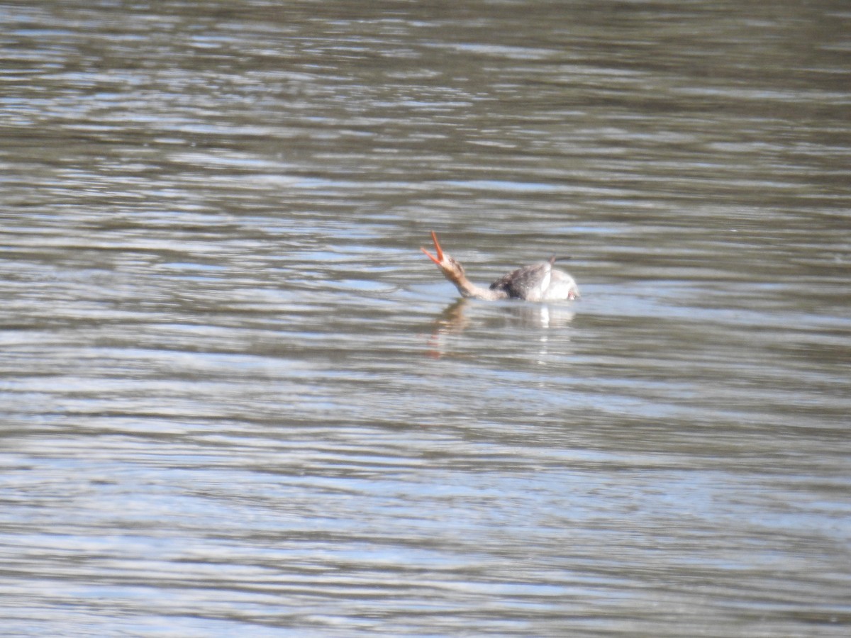 Red-breasted Merganser - Linda Milam