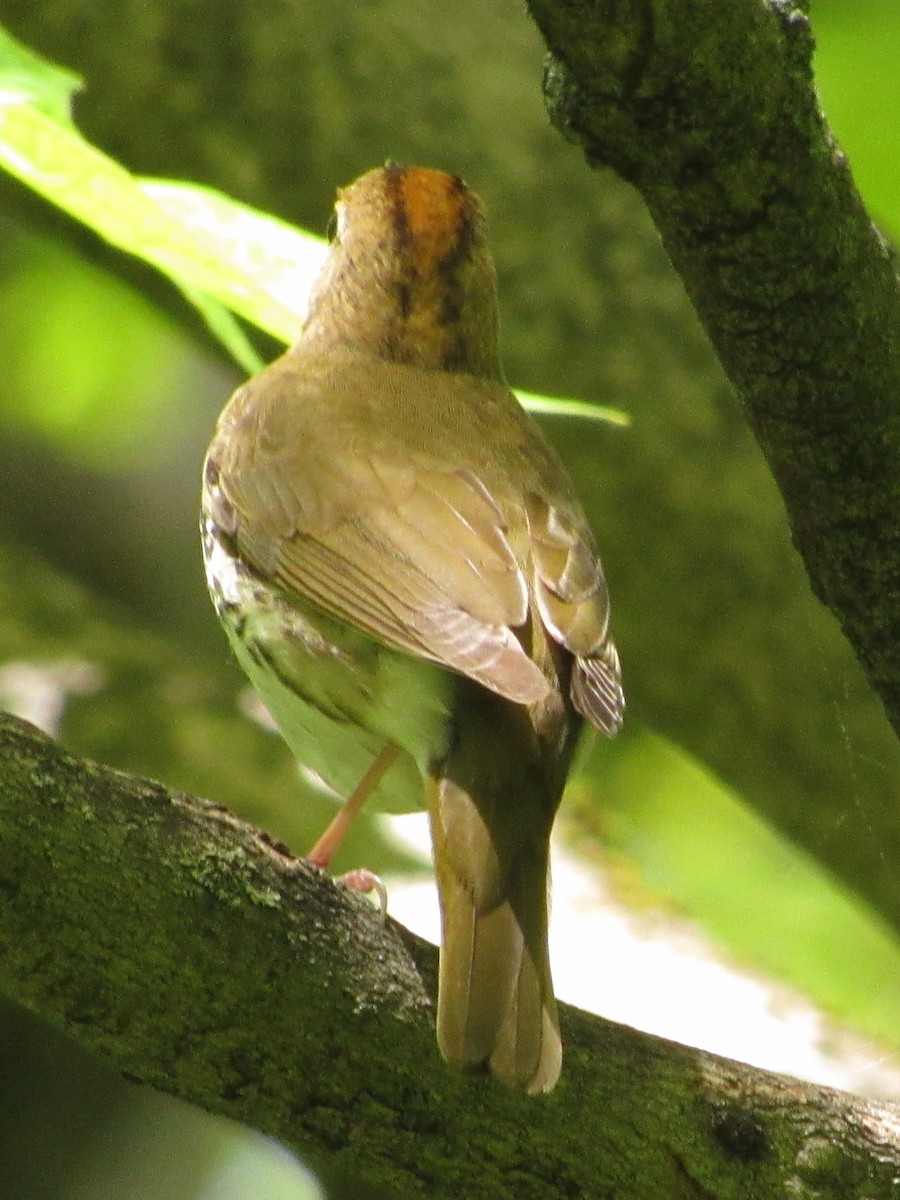 Ovenbird - Strix Varia