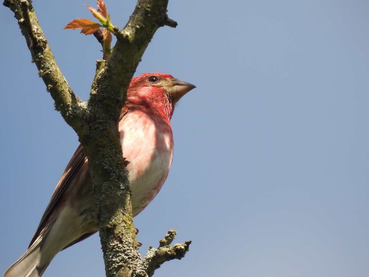 Purple Finch - ML619357564