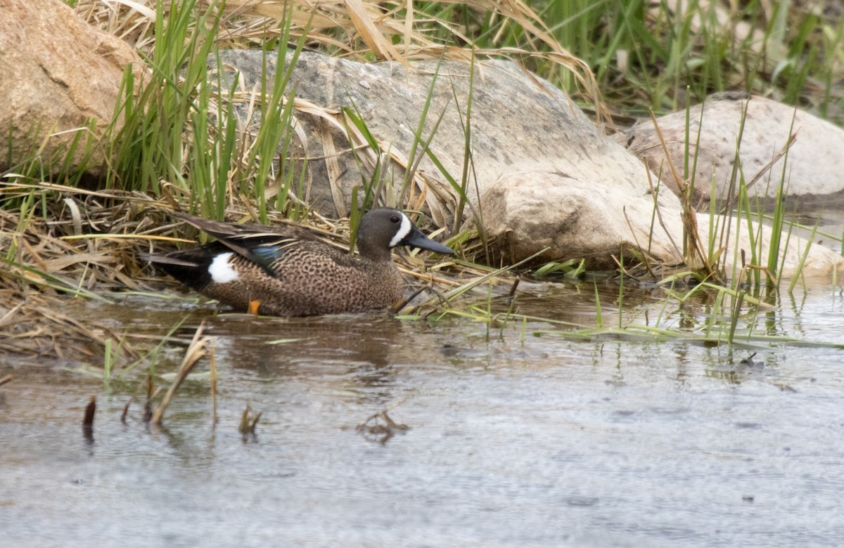 Blue-winged Teal - CARLA DAVIS