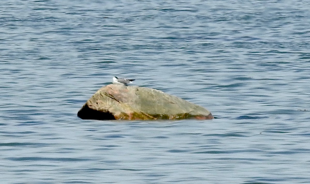 Mouette atricille - ML619357579