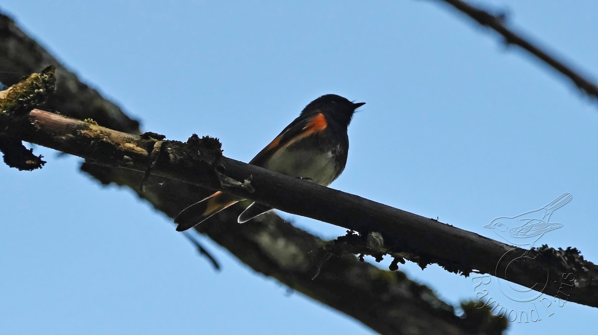 American Redstart - ML619357584