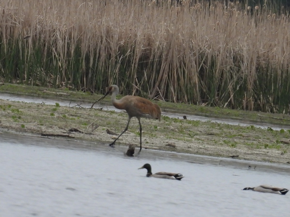 Sandhill Crane - Jae Flaherty