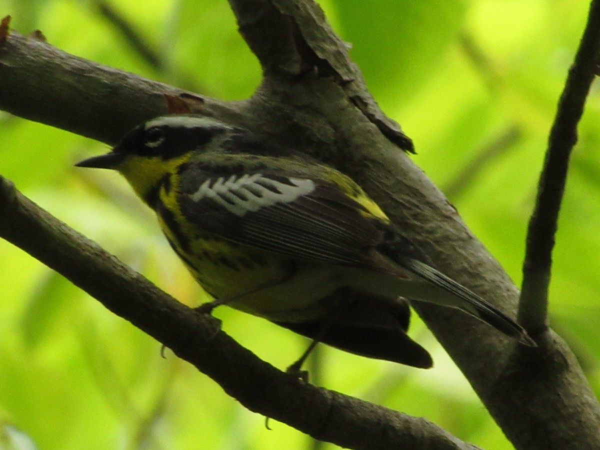 Magnolia Warbler - Strix Varia