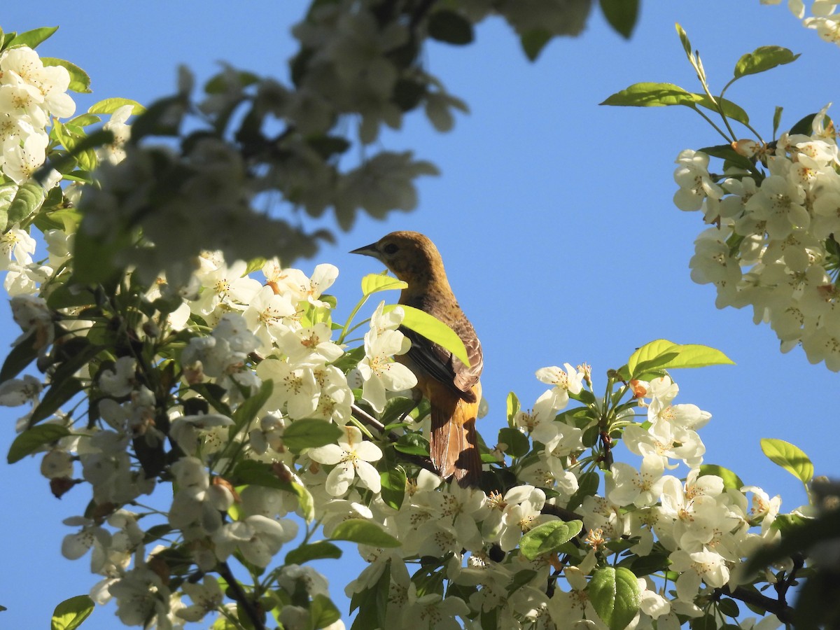 Baltimore Oriole - ML619357608