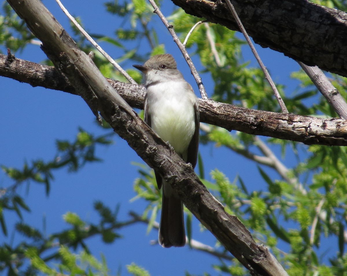 Dusky-capped Flycatcher - Shaun Robson