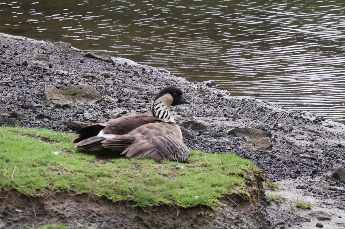 Hawaiian Goose - Judy Walker