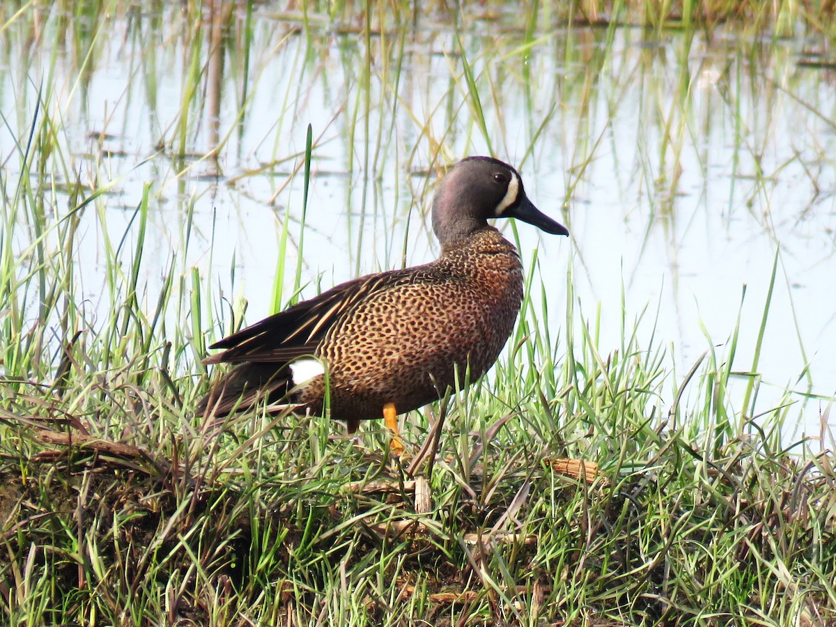 Blue-winged Teal - Michel Turcot