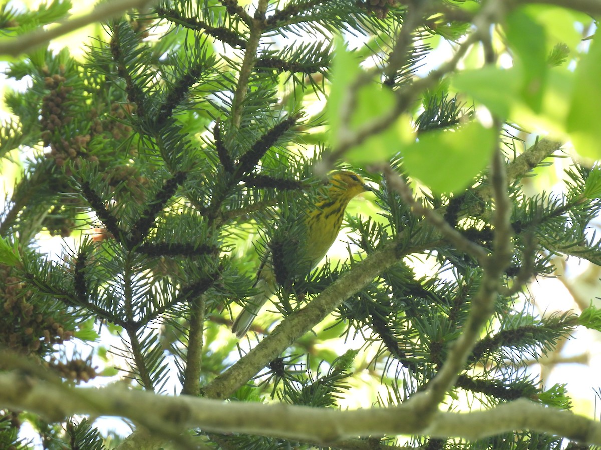 Cape May Warbler - ML619357616