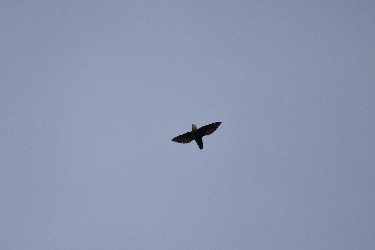 Chimney Swift - Darren Dewitt