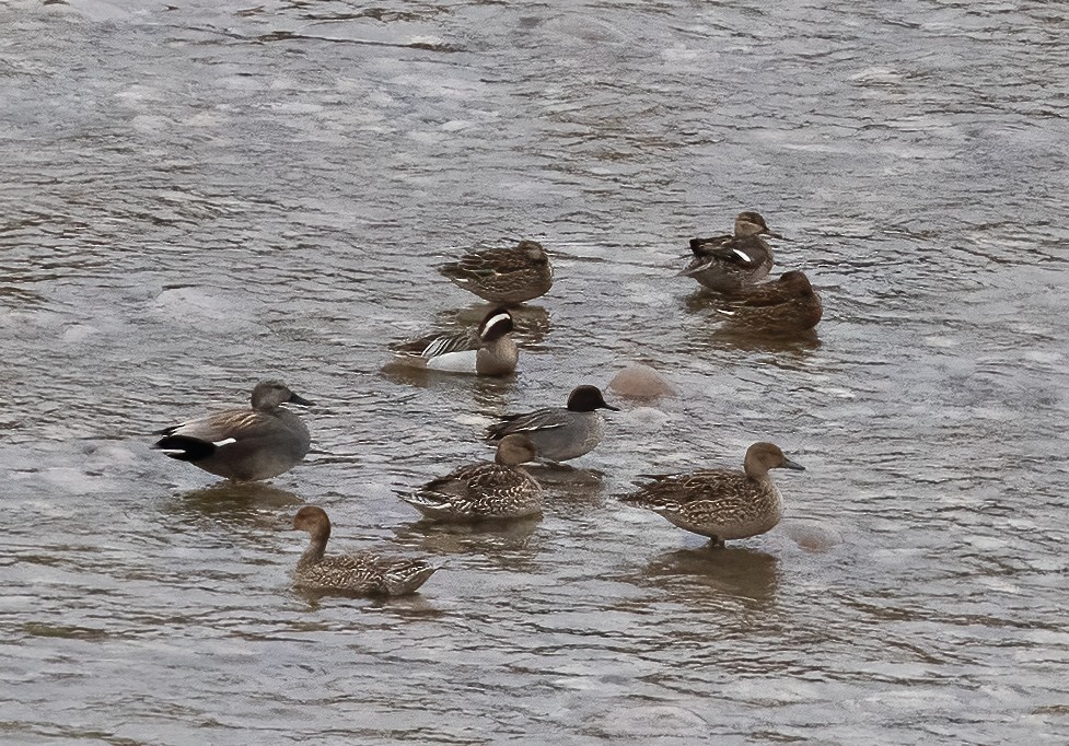 Garganey - Peter Seubert