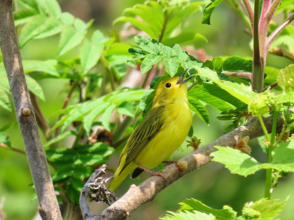 Yellow Warbler - Tania Mohacsi