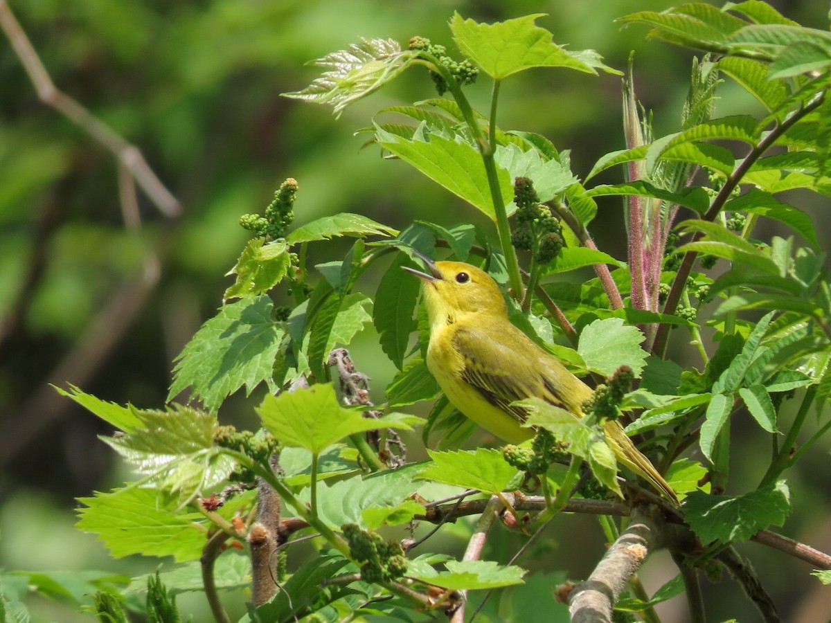 Yellow Warbler - Tania Mohacsi