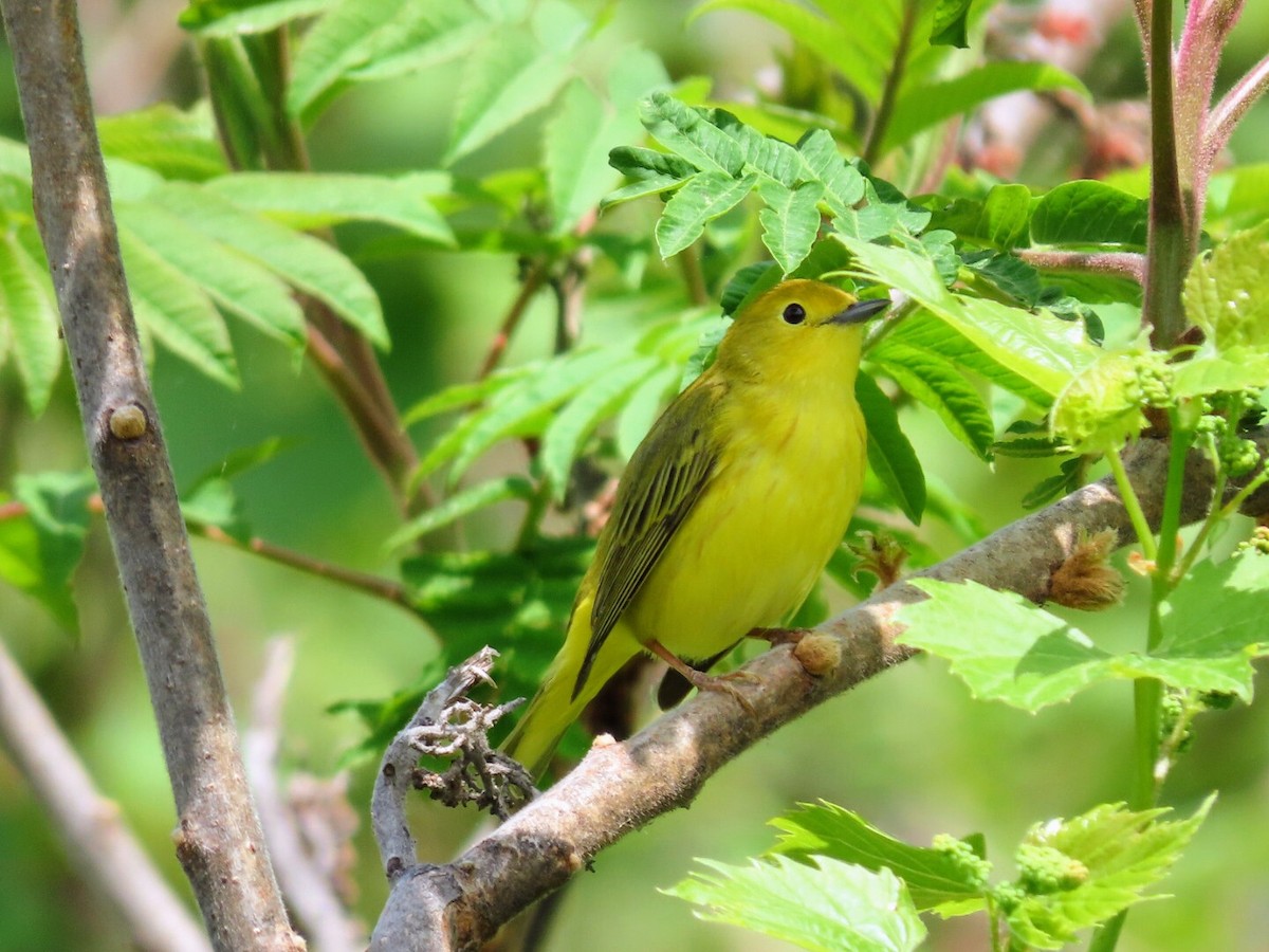 Yellow Warbler - Tania Mohacsi