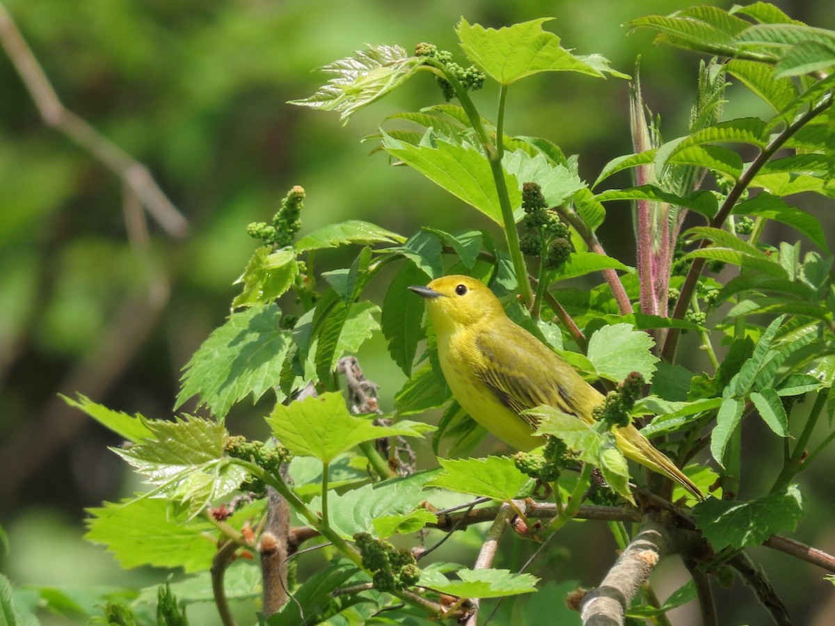 Yellow Warbler - Tania Mohacsi