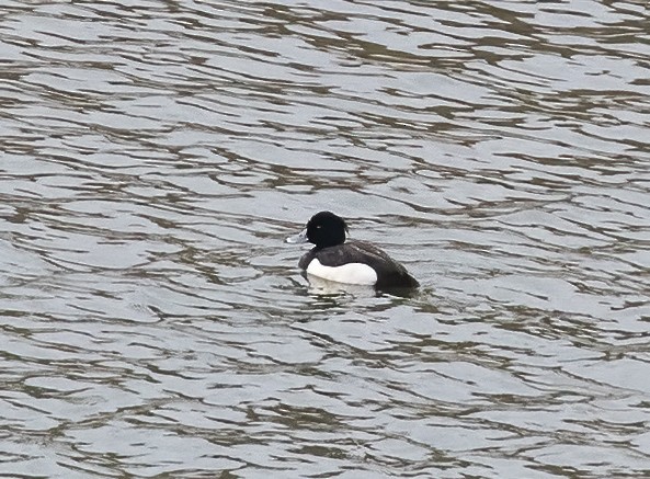 Tufted Duck - ML619357668