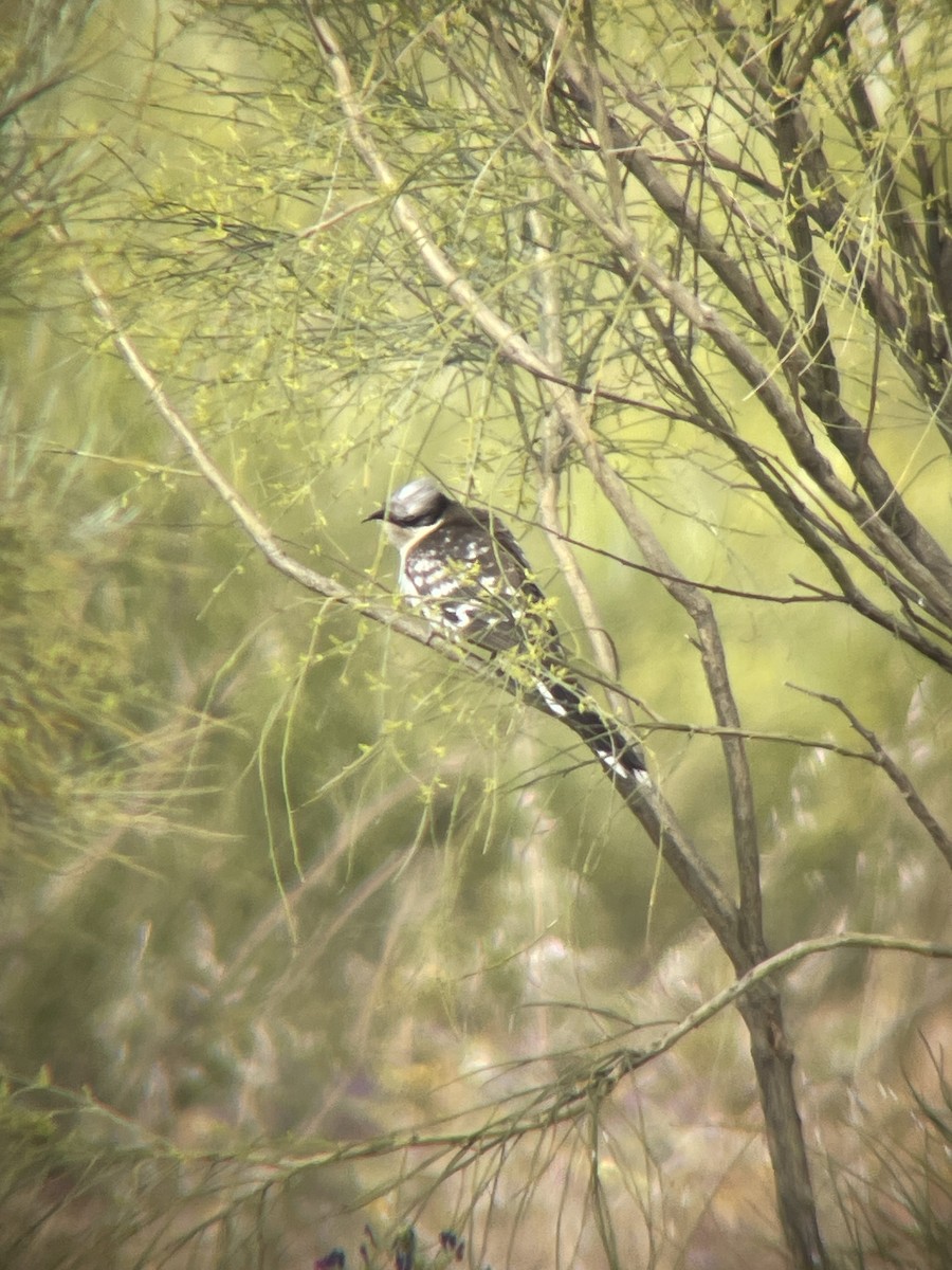 Great Spotted Cuckoo - Borja Buelta