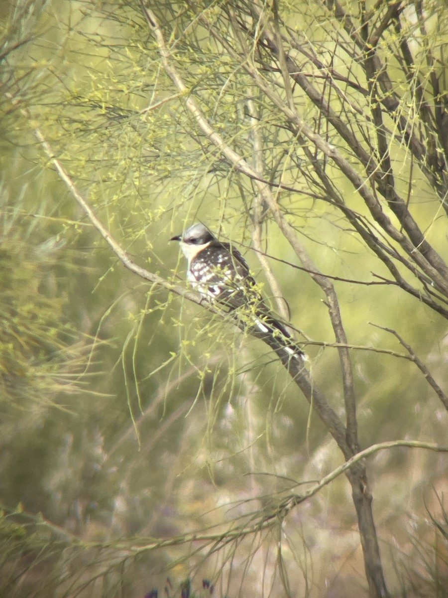 Great Spotted Cuckoo - Borja Buelta